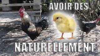 Comment avoir des poussins naturellement [upl. by Treiber]