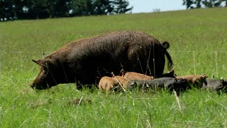 Pastured Pigs A Journey from Farm to Fork [upl. by Niwrud]