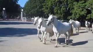 Lipizzaner horses Lipica Slovenia 1912 [upl. by Koloski]