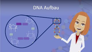 DNA Aufbau leicht erklärt [upl. by Placida]