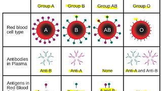 Grupos sanguíneos Sistema ABO e Fator Rh [upl. by Omoj]