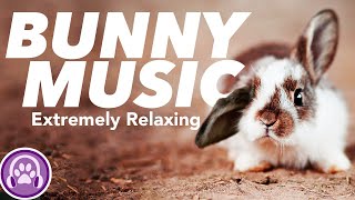 Music for Rabbits Soothing Pet Sounds to Relax Your Rabbit FAST 🐰 [upl. by Marrin]