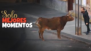 Toros Bravos Sustos y Mejores Momentos 2019 [upl. by Gottwald]