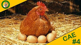 CAE  ÉPISODE 4  COMMENT DÉPLACER UNE POULE QUI COUVE [upl. by Fennessy]