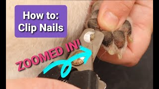 Trimming Small dogs nails Close up [upl. by Ataliah565]