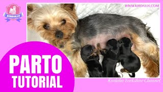 PARTOTUTORIAL hembra primeriza YORKSHIRE TERRIER [upl. by Ailegnave58]