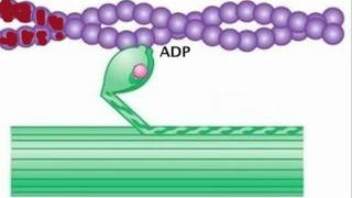 Myosin is Thick Actin is Thin [upl. by Alehc]