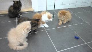 Persian kittens playing with bug [upl. by Leimaj]