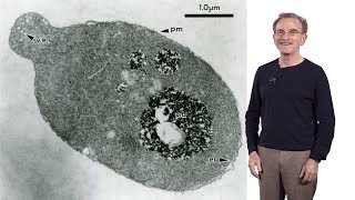 Randy Schekman HHMI amp UCB 1 Secretory Pathway How cells package amp traffic proteins for export [upl. by Nieberg]