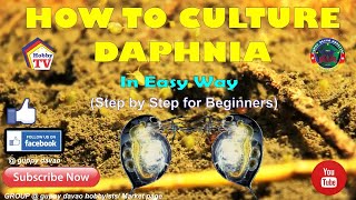 HOW TO CULTURE DAPHNIA In Easy Way [upl. by Malet]