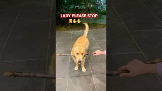 Drop it failsjunior goldenretriever happy dropit love cuteshortsviral shorts trending [upl. by Aitas]