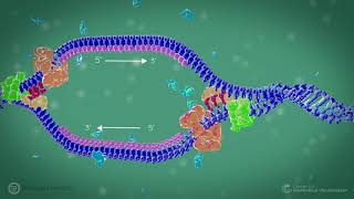 DNA Replication in Prokaryote Organisms [upl. by Falconer]