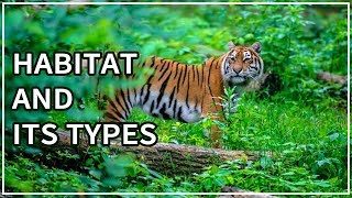 Habitat  Types of habitat  Animal Videos for Kids  eLearn K12 [upl. by Melliw]