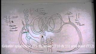 Anatomy of sympathetic nervous system  part 2 [upl. by Doownyl]