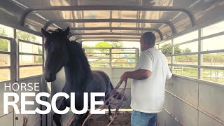 HORSE RESCUE  TERRIFIED and NEEDS OUR HELP [upl. by Nus849]