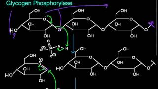 Glycogen Phosphorylase Function and Mechanism [upl. by Stelle997]