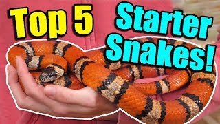 The Top 5 BEST Beginner Snakes [upl. by Ressler204]