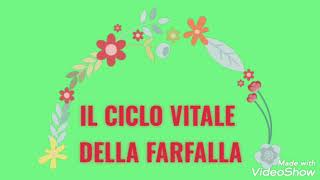 CICLO VITALE DELLA FARFALLA [upl. by Gredel]