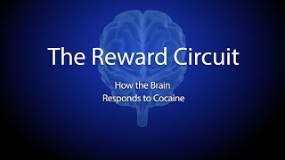 The Reward Circuit How the Brain Responds to Cocaine [upl. by Khudari]