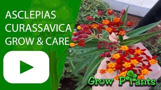 Asclepias curassavica  grow amp care Attract Butterfly [upl. by Ushijima134]