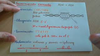 Transcripción del ADN en eucariotas [upl. by Teeter]