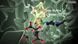 How Enzymes Work from PDB101 [upl. by Nosnhoj]