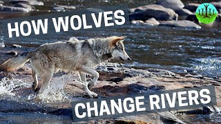 How Wolves Change Rivers [upl. by Silisav]