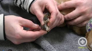 Tips for Canine Nail Trims [upl. by Valenta]