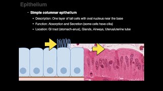 Epithelium [upl. by Yand439]