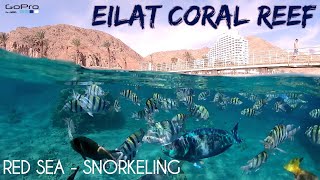 EILAT ISRAEL  SNORKELING IN THE RED SEA  GOPRO [upl. by Eustacia]