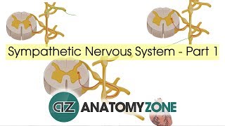 Sympathetic Nervous System Anatomy  Part 1 [upl. by Nations]