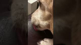 ASMR Small Dog Licking Leather Sofa [upl. by Sosthena]