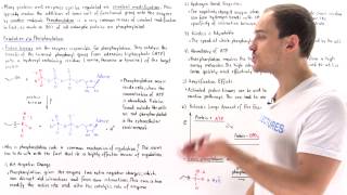 Phosphorylation Covalent Modification [upl. by Notslah]