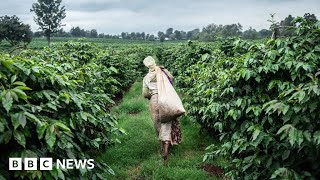 Sexual abuse on Kenyan tea farms uncovered  BBC News [upl. by Ordnassela539]