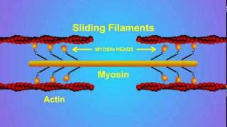 5 Details of ActinMyosin Crosslinking [upl. by Akimik249]