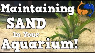 Maintaining A Sand Substrate In Your Aquarium KGTropicals [upl. by Ettenav]