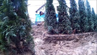 Przesadzanie tui szmaragd Thuja occidentalis replanting żywotnik zachodni tuj thuji tuji [upl. by Mathilde]