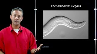 Online Developmental Biology Introduction to C elegans [upl. by Dymoke]