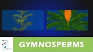 GYMNOSPERMS [upl. by Cusack964]