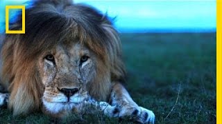 Understanding the Lives of Lions  National Geographic [upl. by Yar]