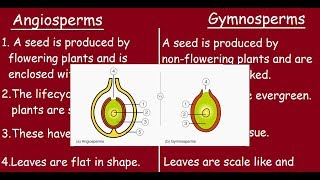 Angiosperms Vs Gymnosperms Quick differences in 3 minutes [upl. by Daeriam253]