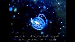 Sea Gooseberry Pleurobrachia bachia Feeding [upl. by Clauddetta936]