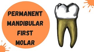 Permanent Mandibular First Molar  Dental Anatomy [upl. by Manella]