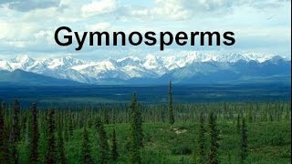 Gymnosperms and Conifers honors updated [upl. by Emilee]